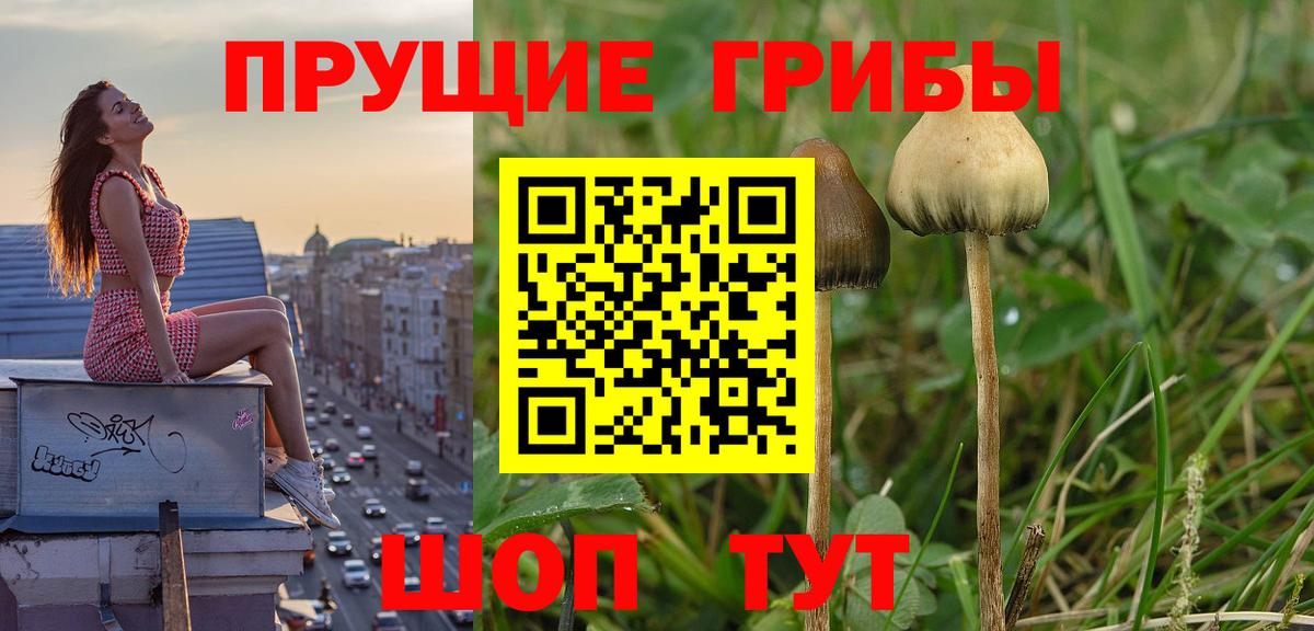 Когалым  Псилоцибиновые грибы прущие грибы  Галлюциногенные грибы MAGIC MUSHROOMS  Вход с VPN 